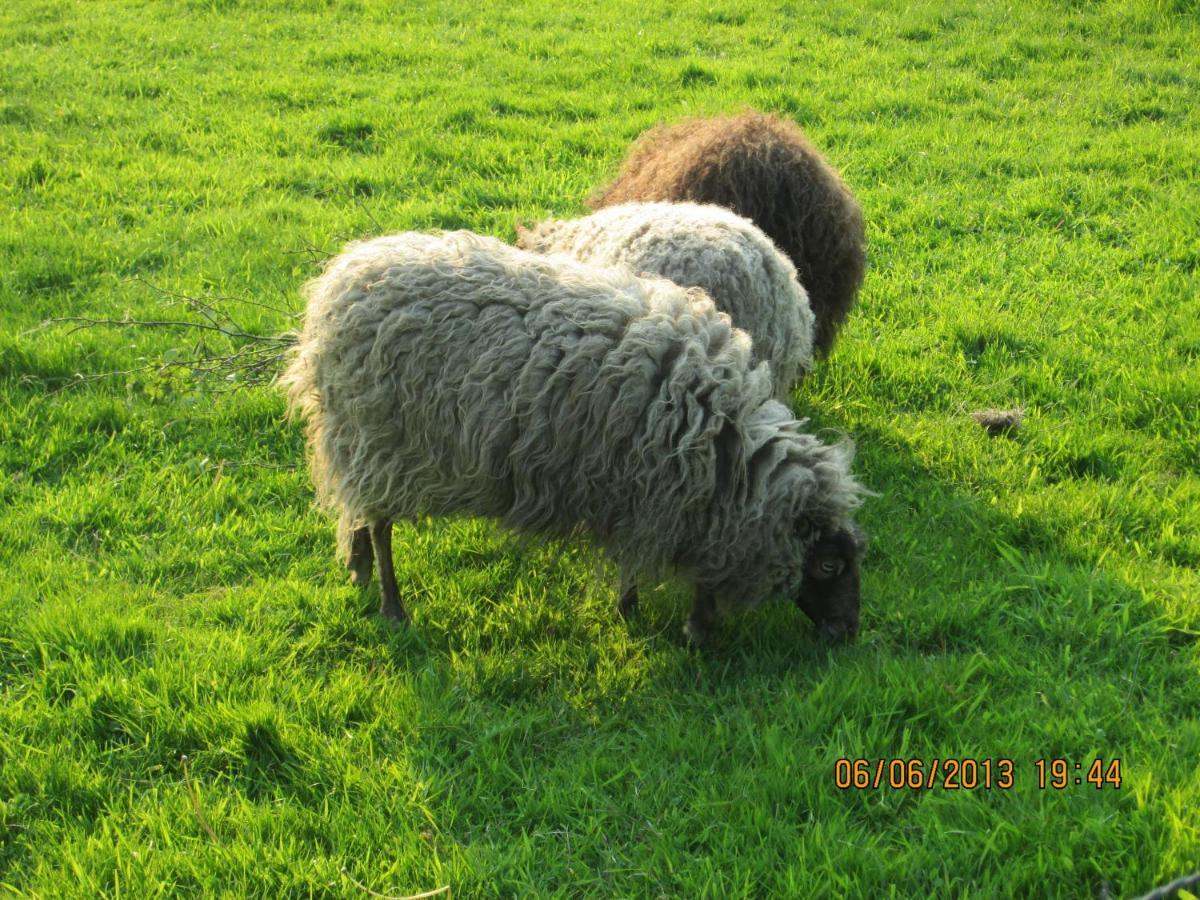 B&B De Tol Hulst Luaran gambar