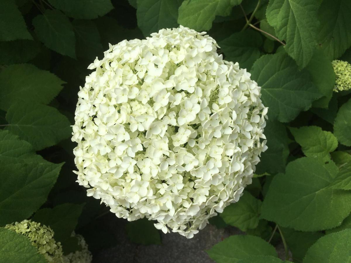 B&B De Tol Hulst Luaran gambar